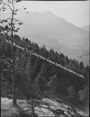 VIEW OF MOUNTAINSIDE AND TREES